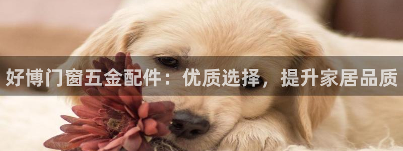 cq9电子忍者浣熊